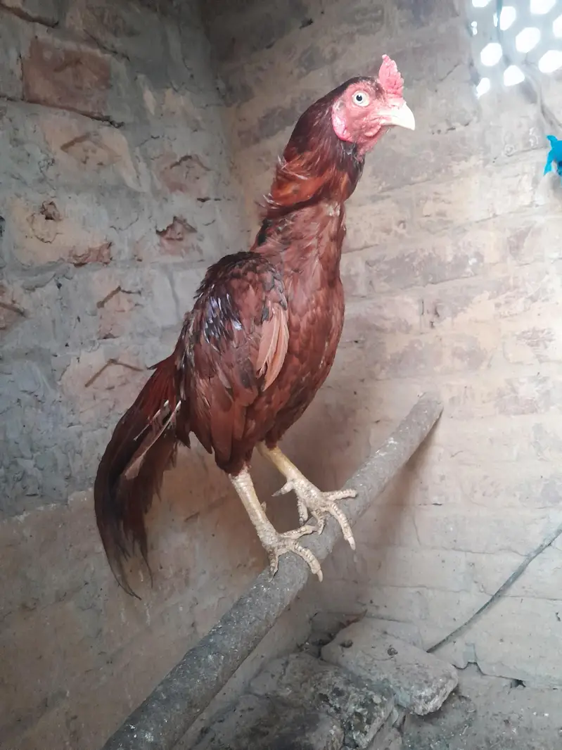 Mianwali Aseel — photo 3