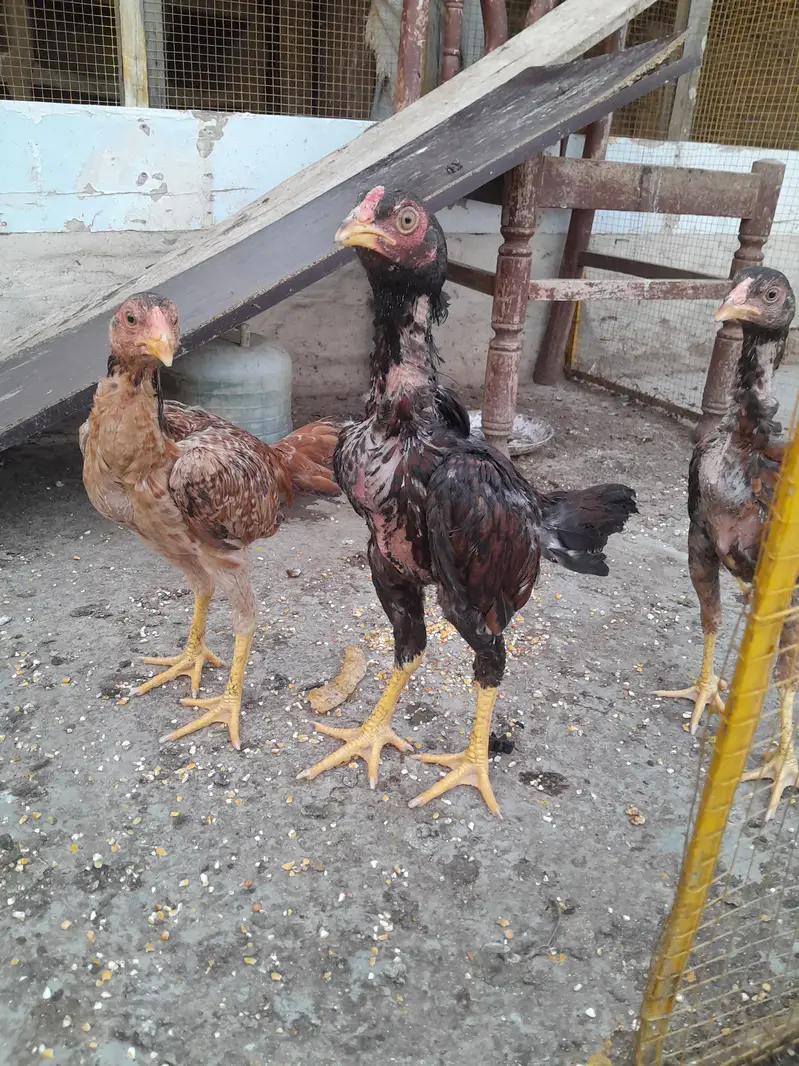 Mianwali Aseel — photo 4