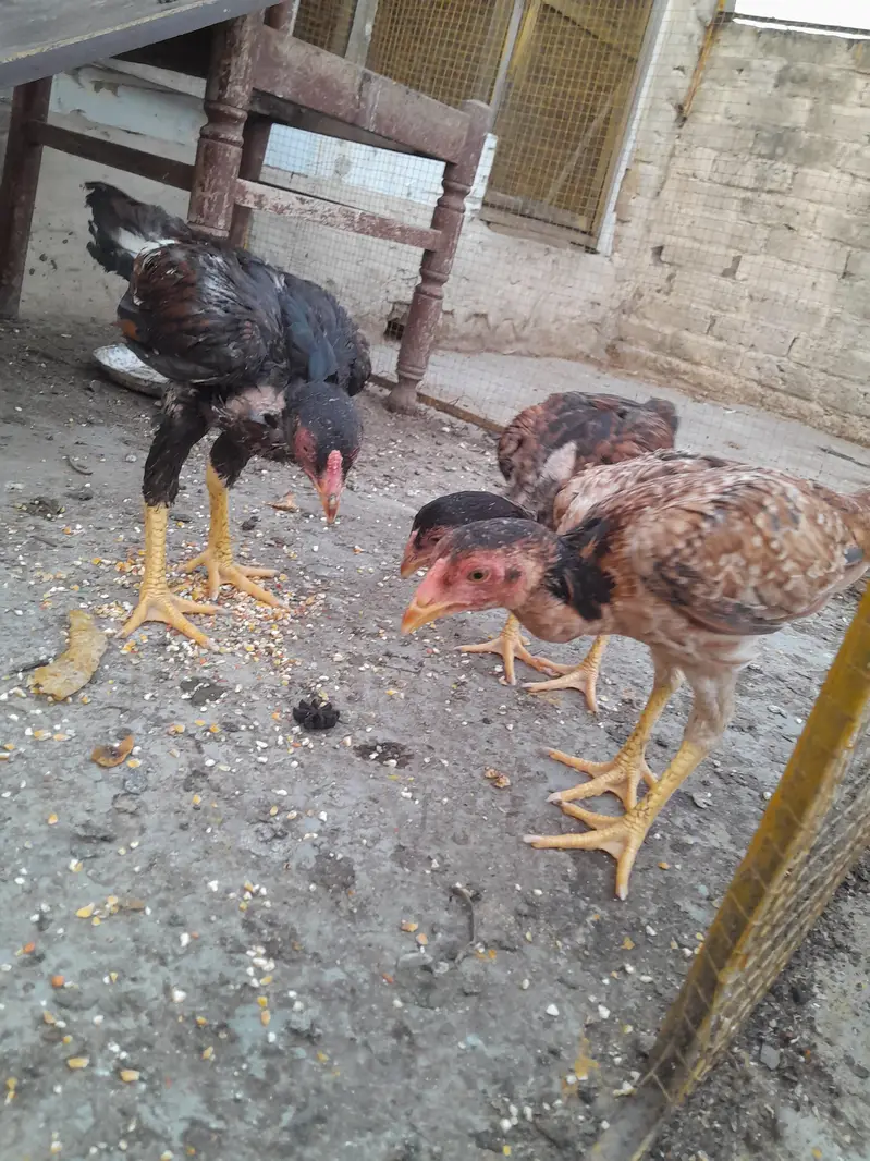 Mianwali Aseel — photo 5