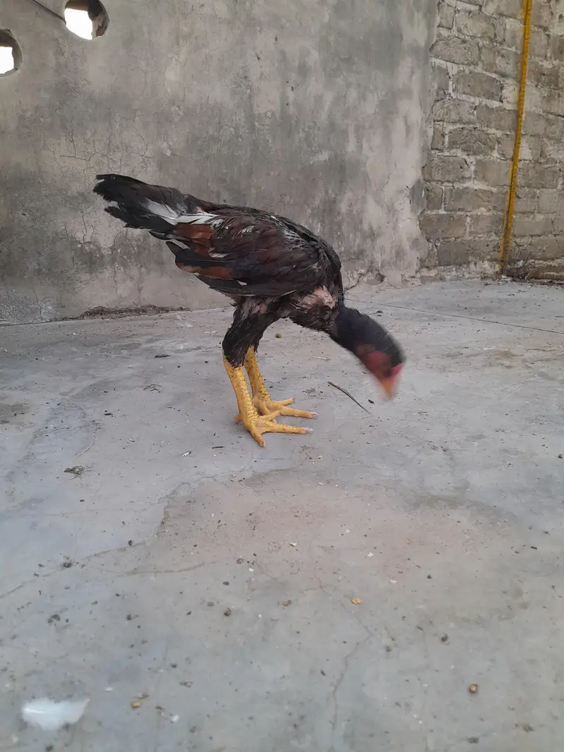 Mianwali Aseel — photo 6