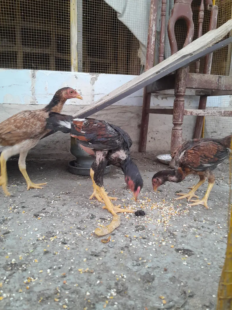 Mianwali Aseel — photo 8