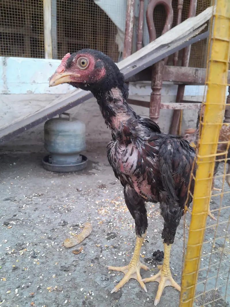 Mianwali Aseel — photo 9