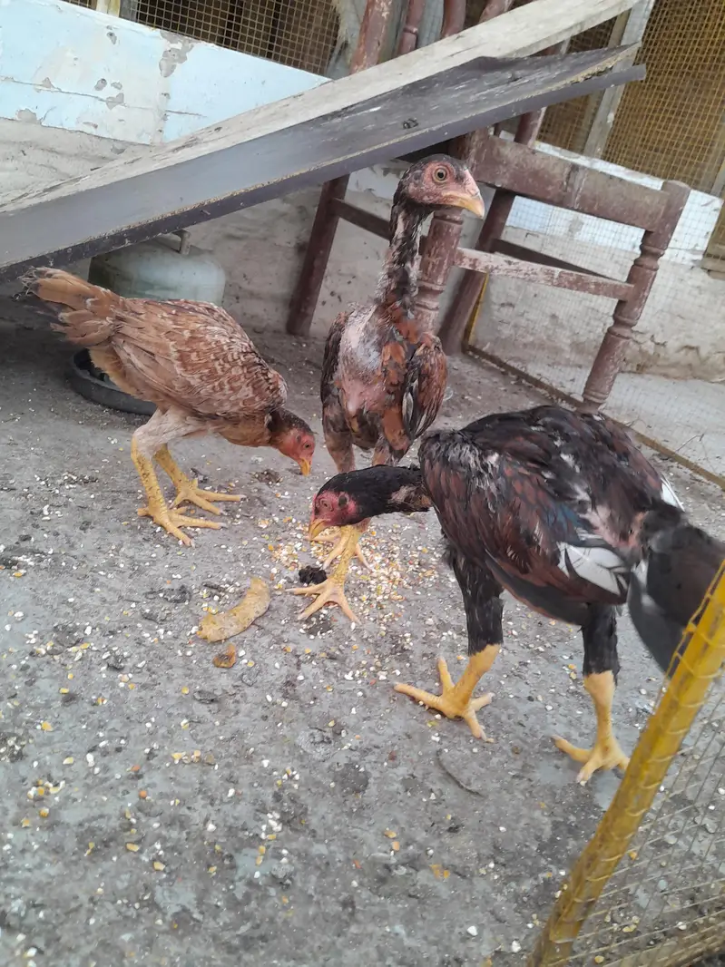 Mianwali Aseel — photo 10