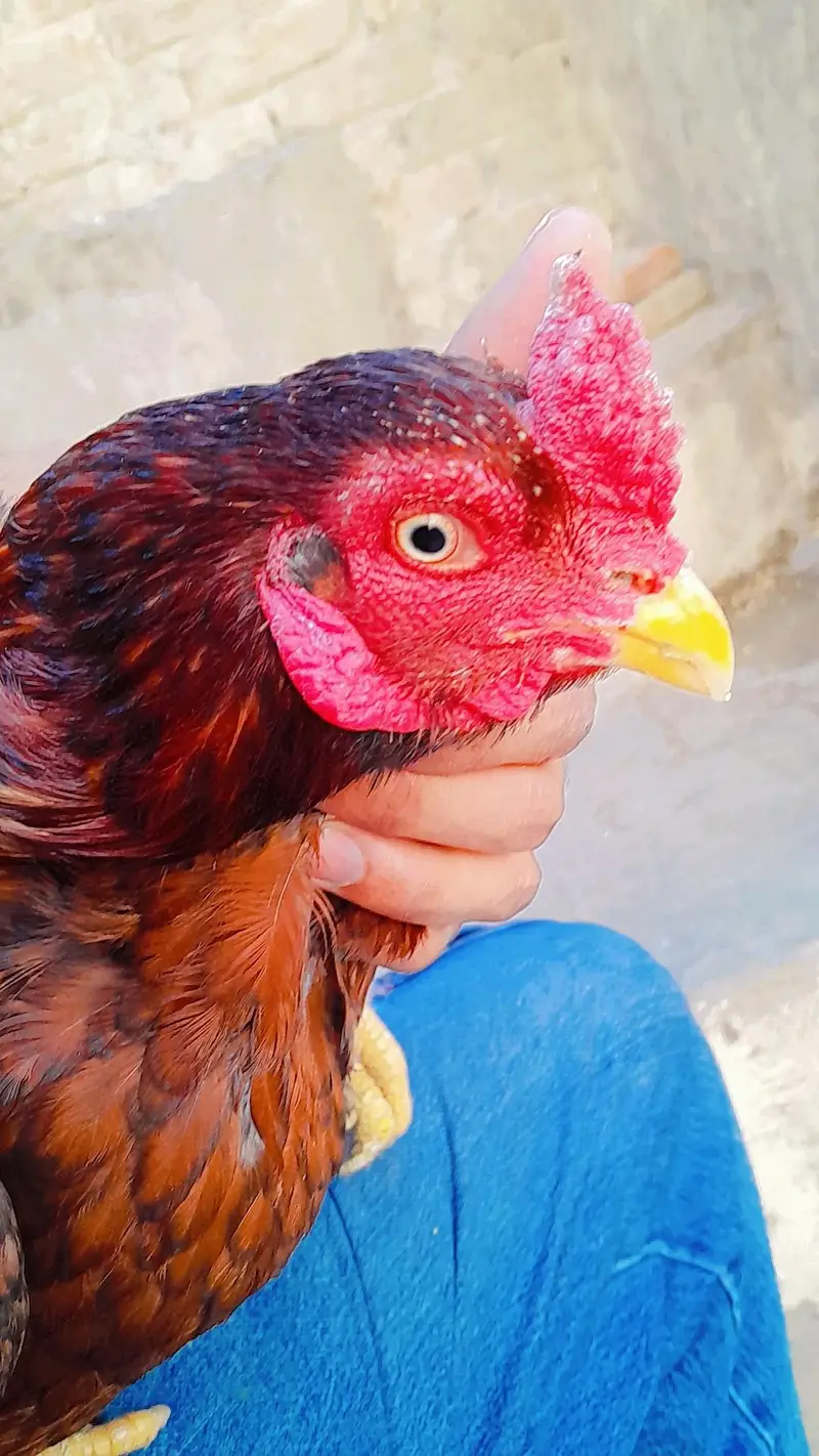 Mianwali Aseel — photo 11