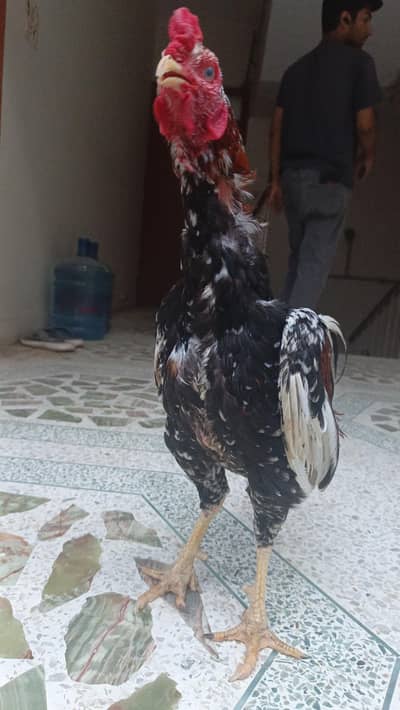 pets seller