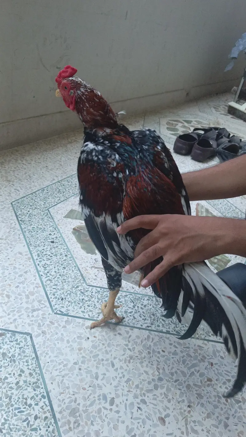 pets seller — photo 2