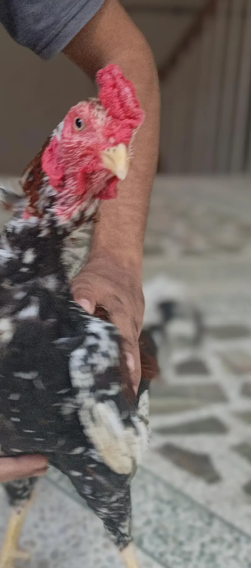 pets seller — photo 4