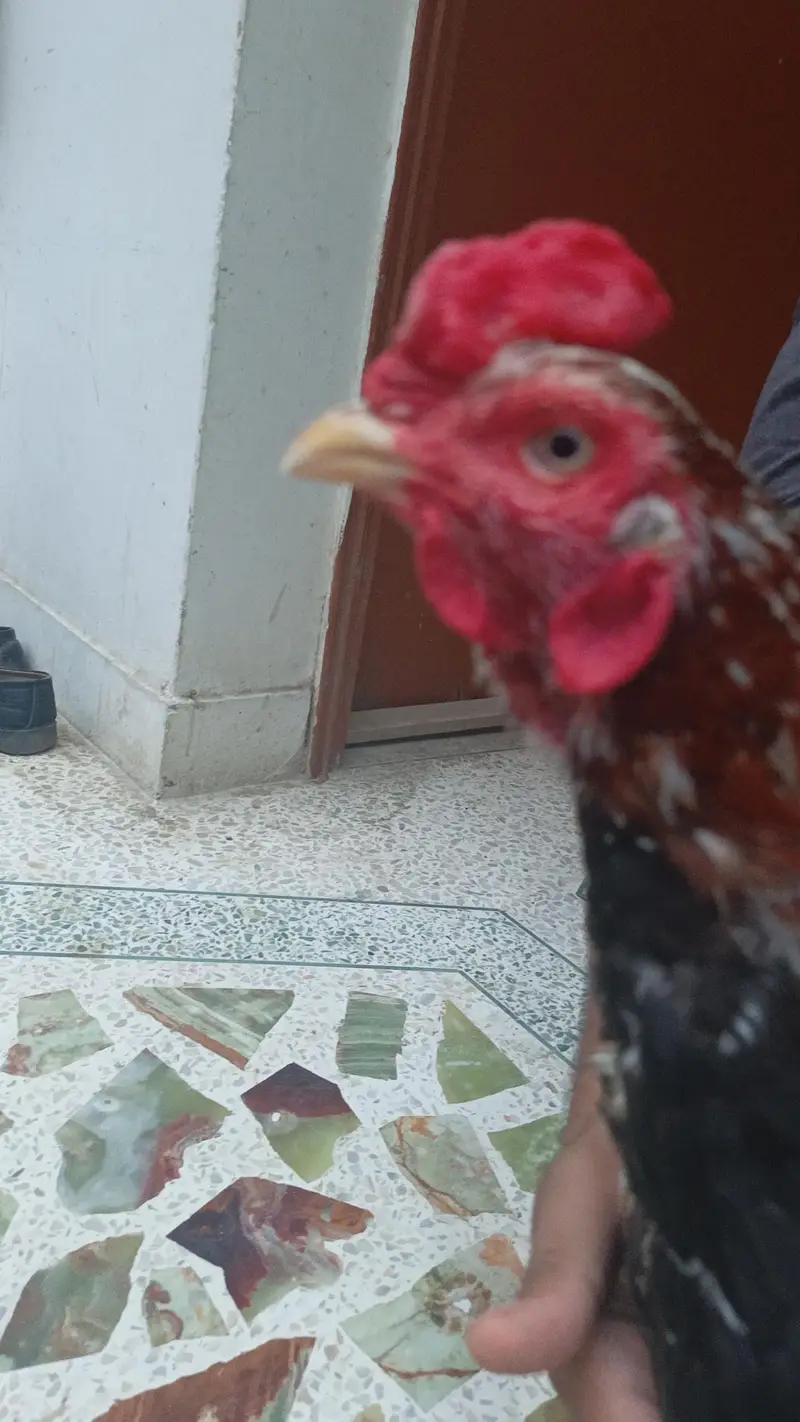 pets seller — photo 6