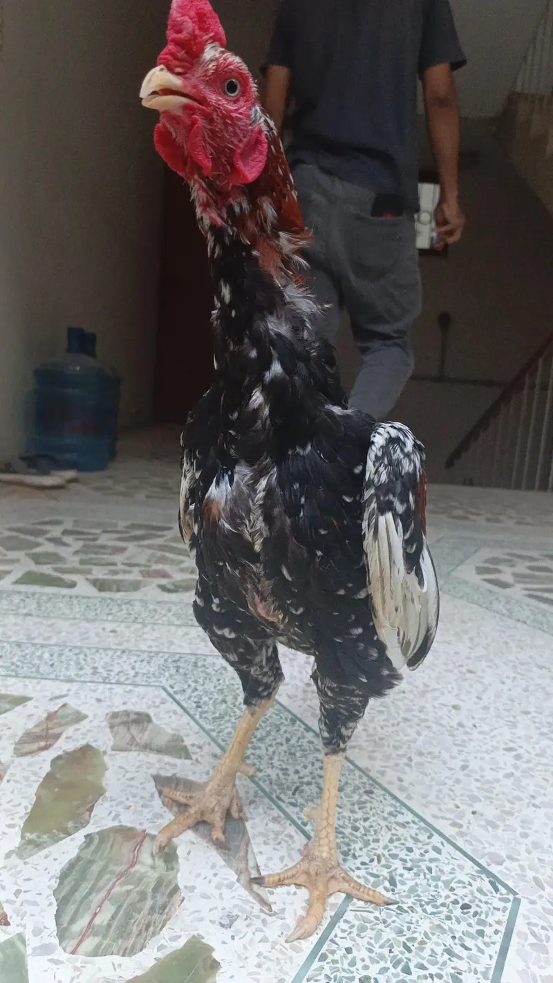pets seller — photo 7