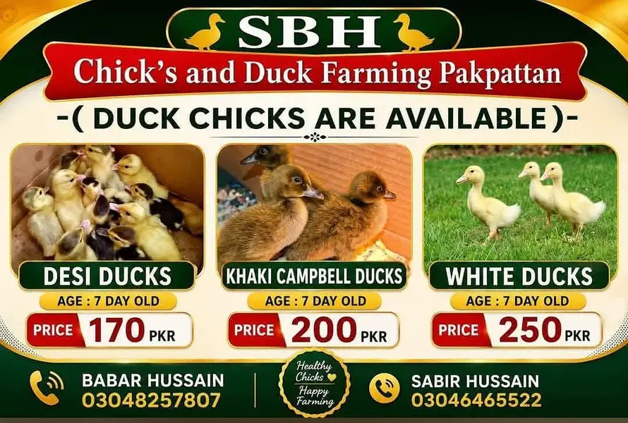 dasi duck. khaki Campbell ducks and white duck chicks available