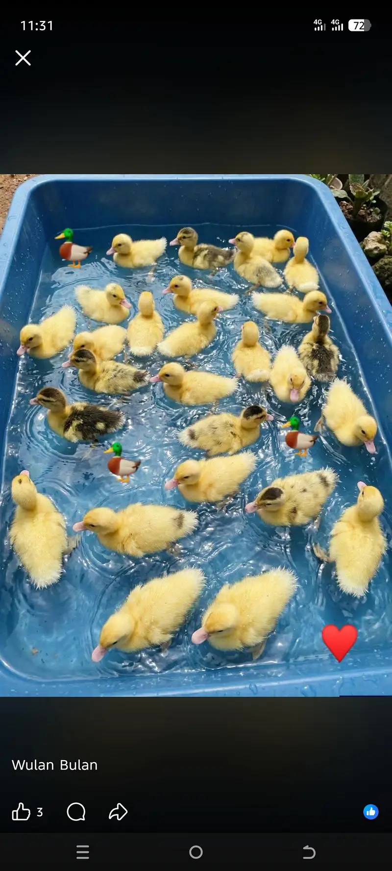 dasi duck. khaki Campbell ducks and white duck chicks available — photo 2