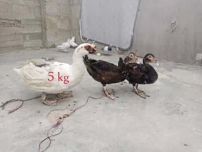 Mascovy ducks