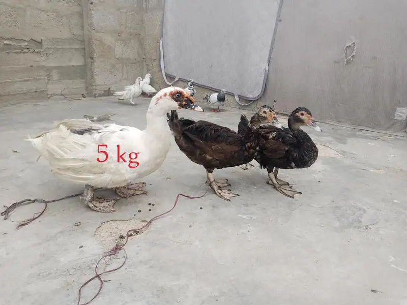 Mascovy ducks