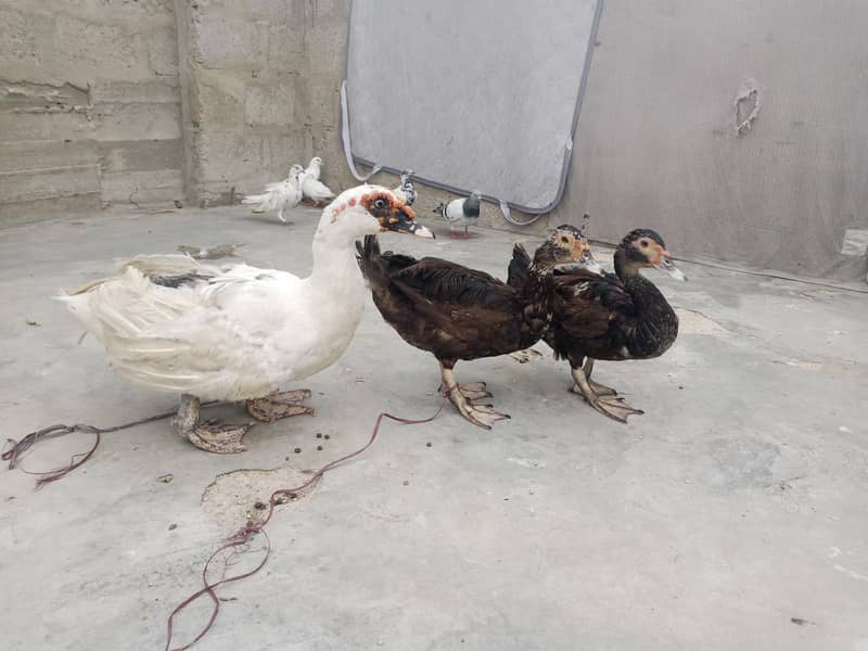 Mascovy ducks 1