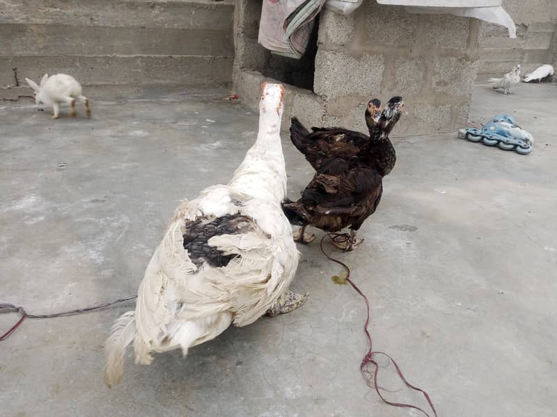 Mascovy ducks 2