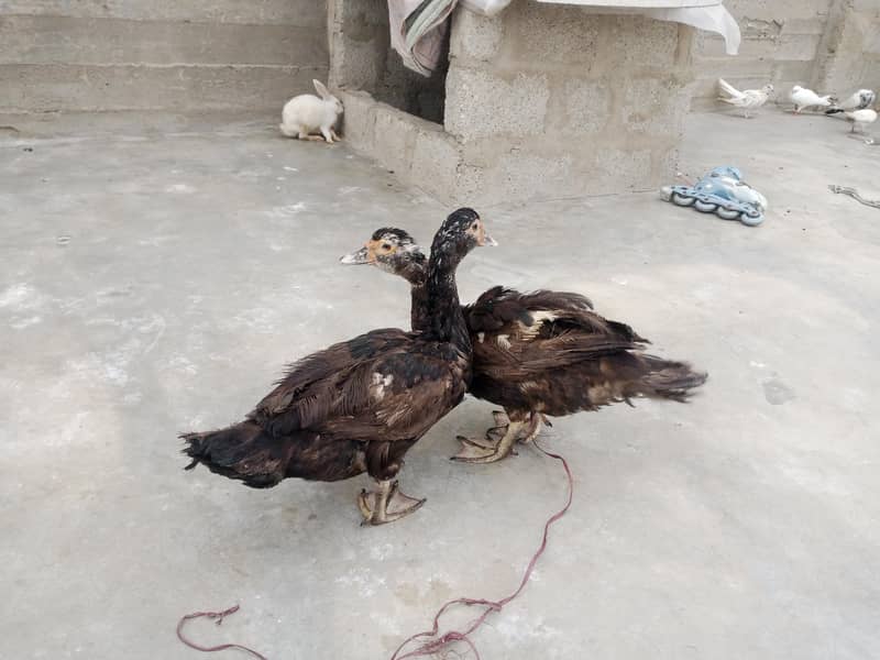 Mascovy ducks 3
