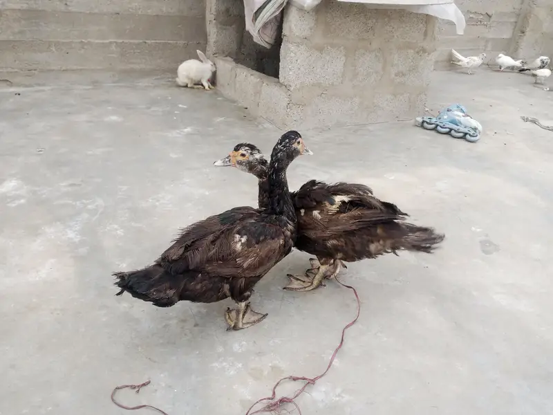 Mascovy ducks — photo 4