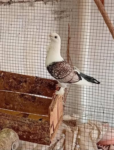 sentient pigeon