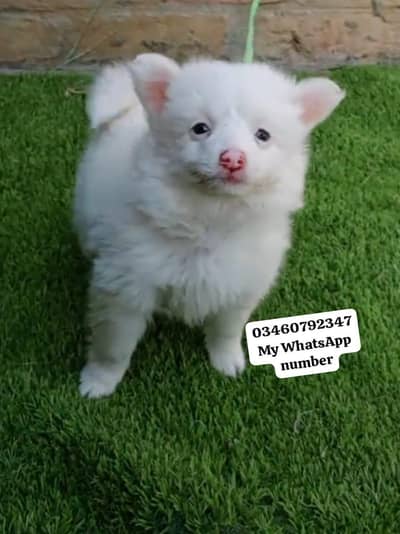 Russian Dog age 3 month