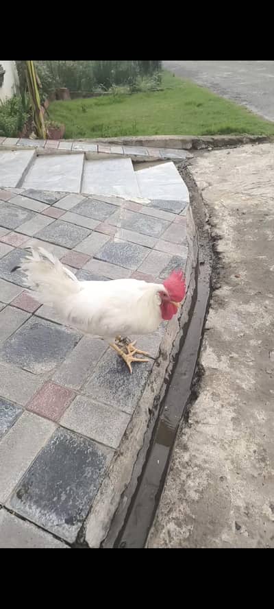 5 Month Old Healthy White Rooster 