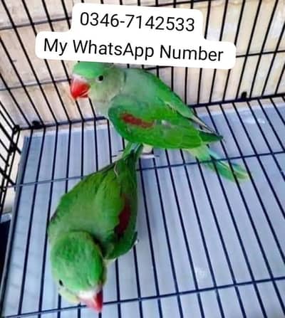 kashmiri raw parrot for sale