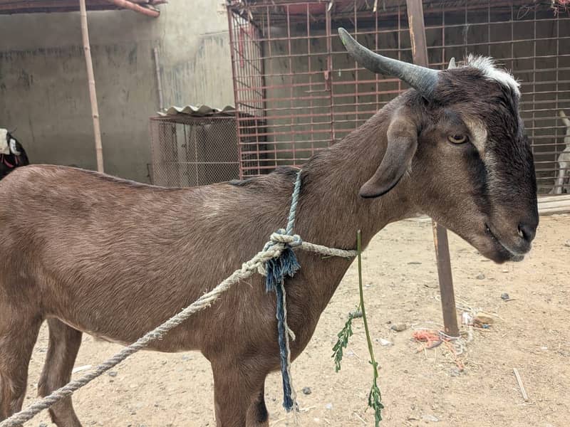 4 Daant Bakra 1