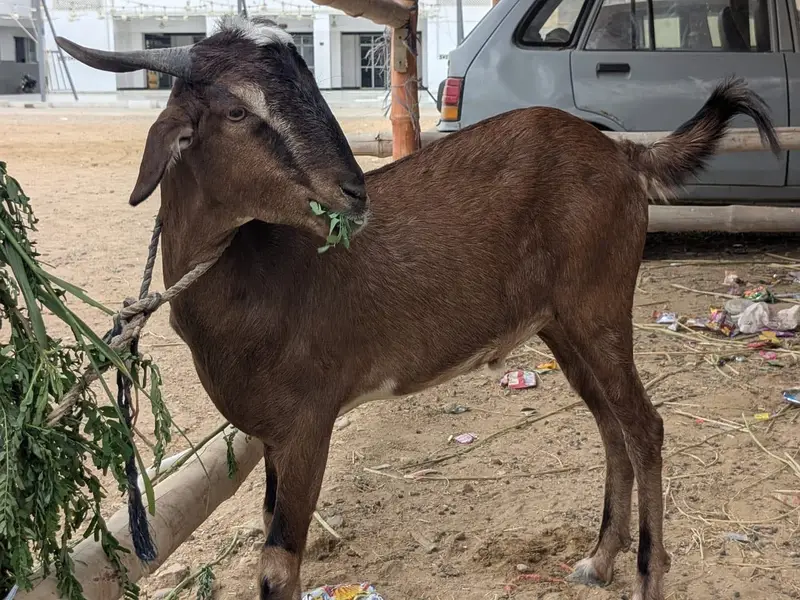 4 Daant Bakra — photo 4