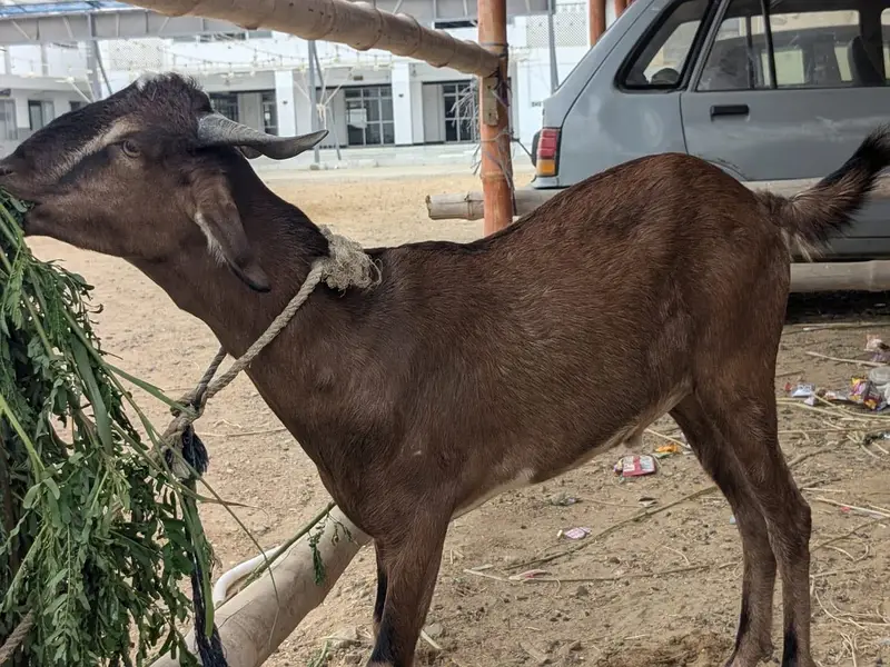 4 Daant Bakra — photo 5