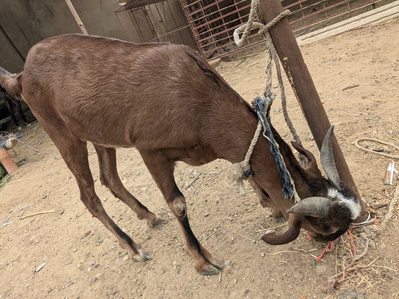 4 Daant Bakra 5