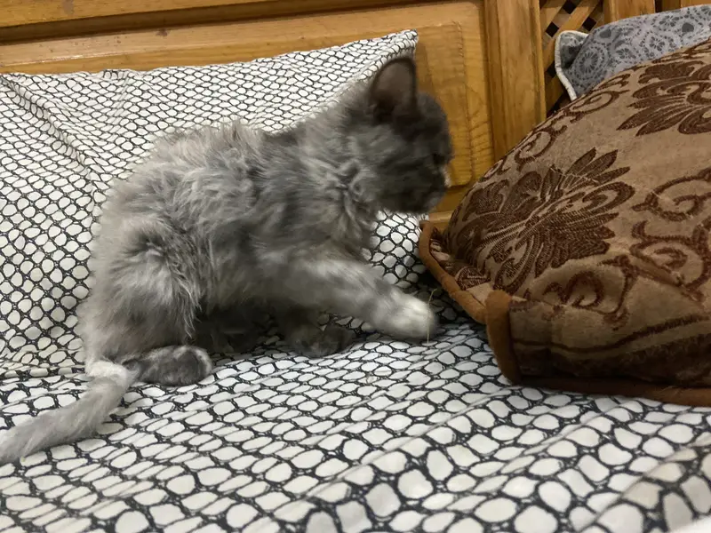 Three week — photo 4