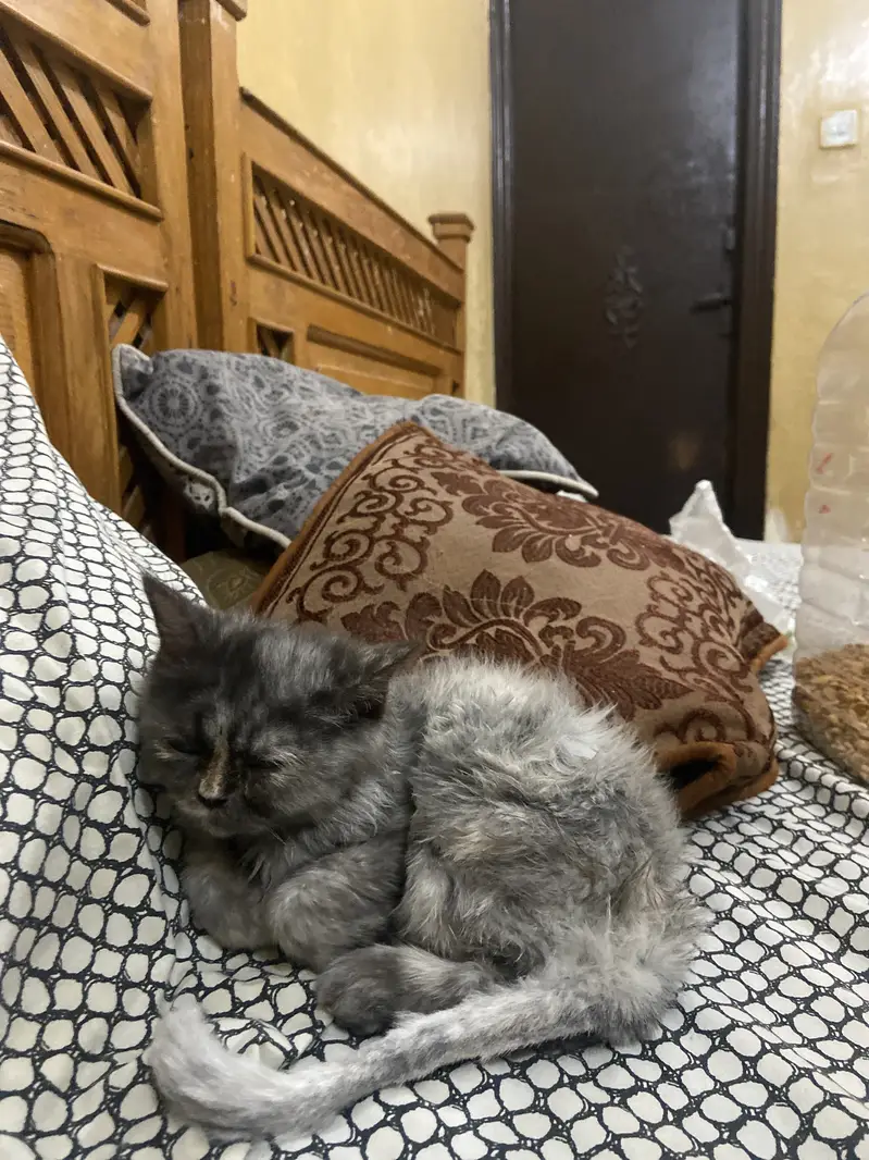 Three week — photo 6