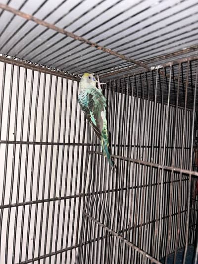 budgies  black wing breeder pair