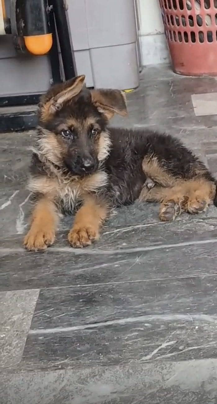 German shepherd 0