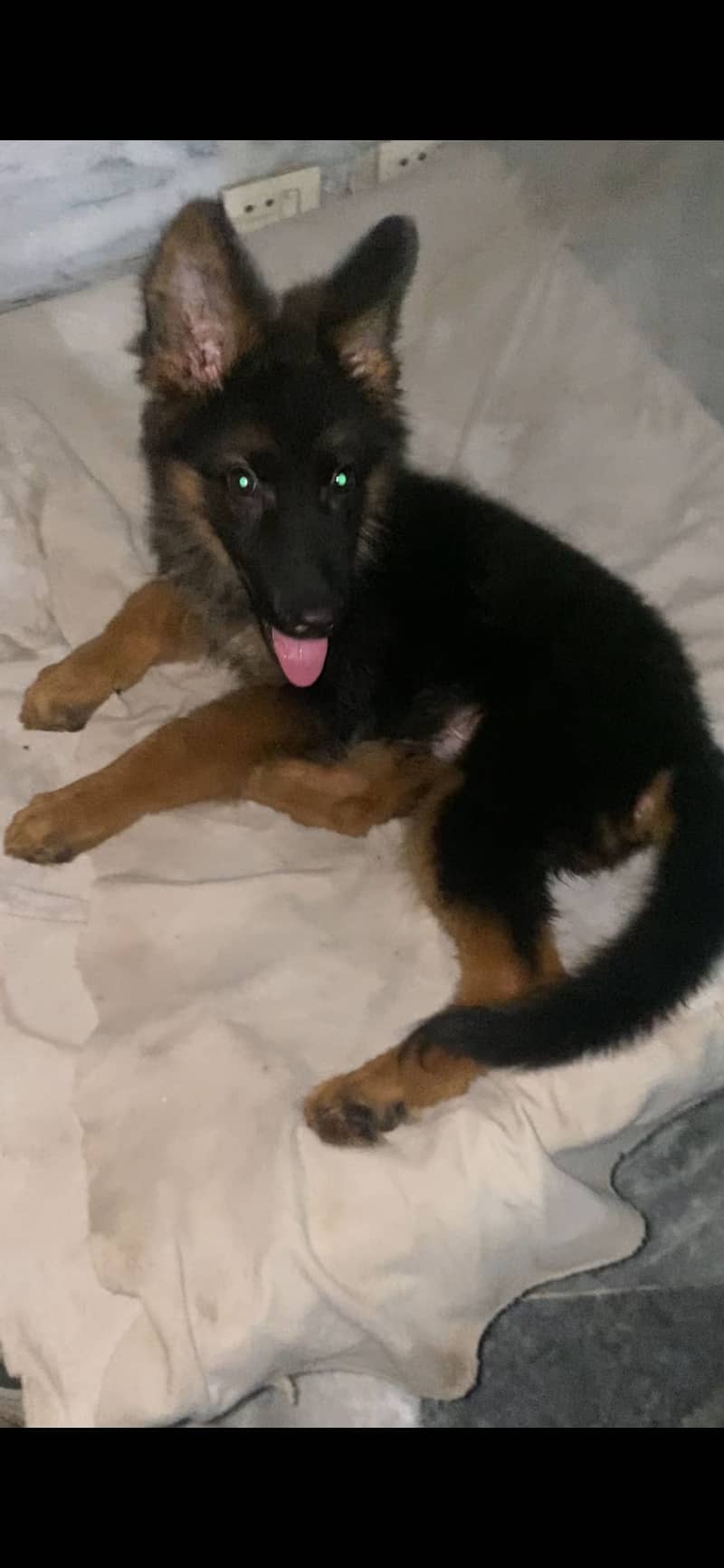 German shepherd 1
