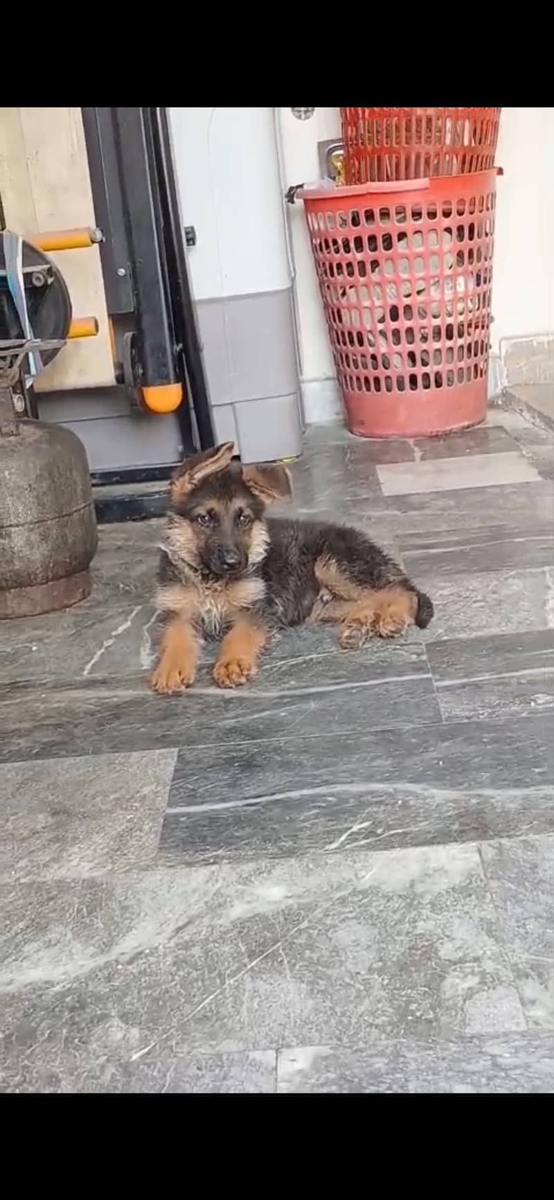 German shepherd 2