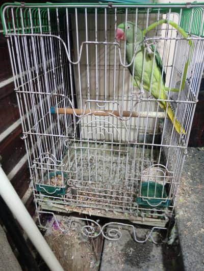 raw parrot