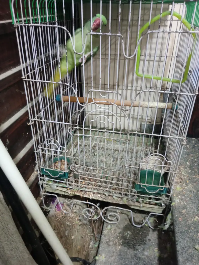 raw parrot — photo 2