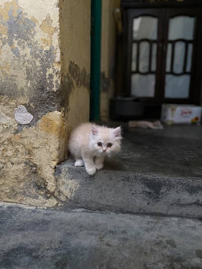 Persian long coated kitten