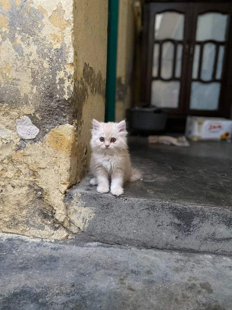 Persian long coated kitten — photo 2
