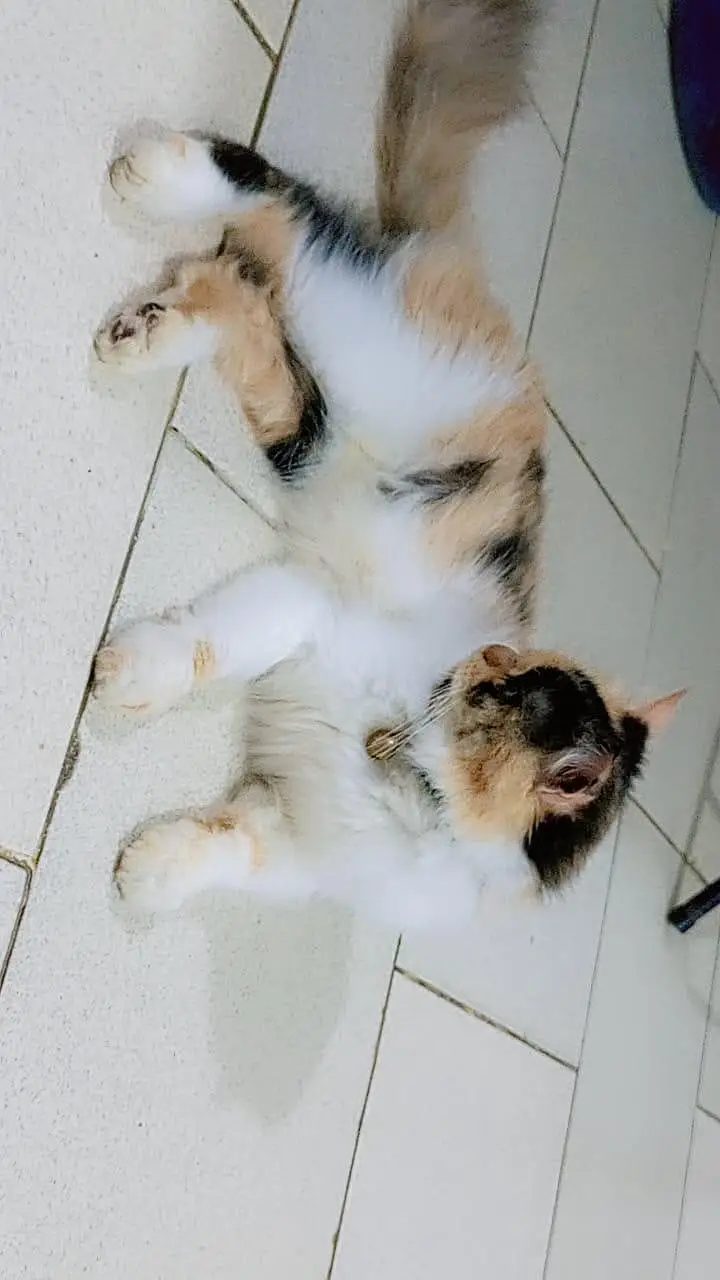 semi punch female — photo 2