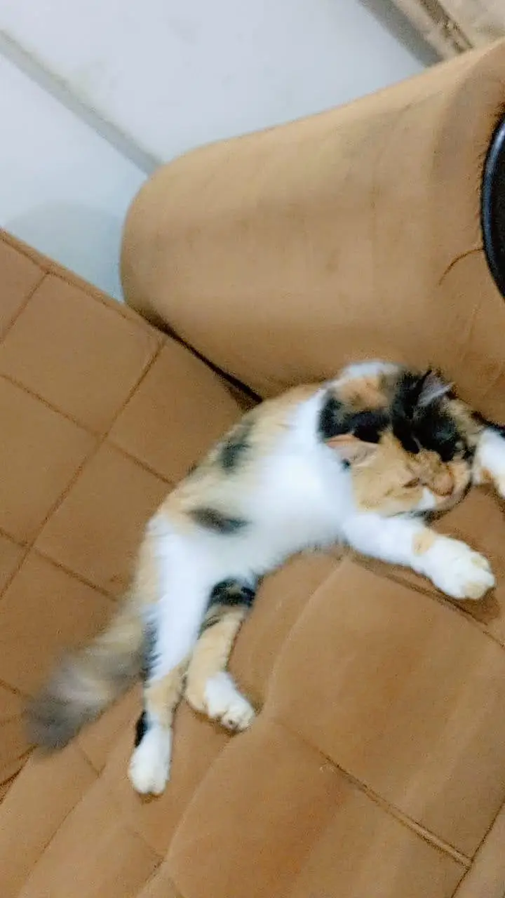 semi punch female — photo 3