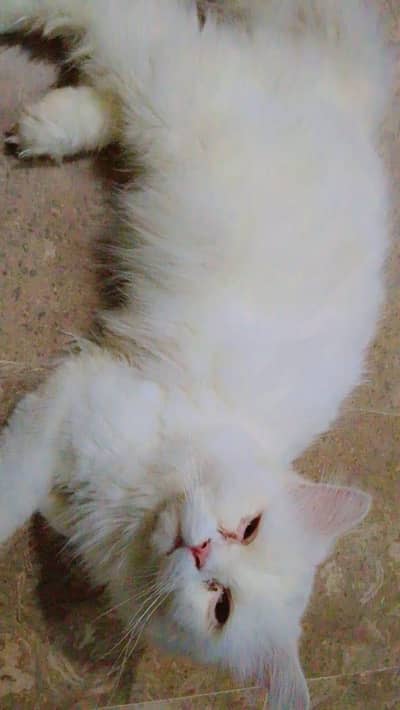 persian cat  male and femal