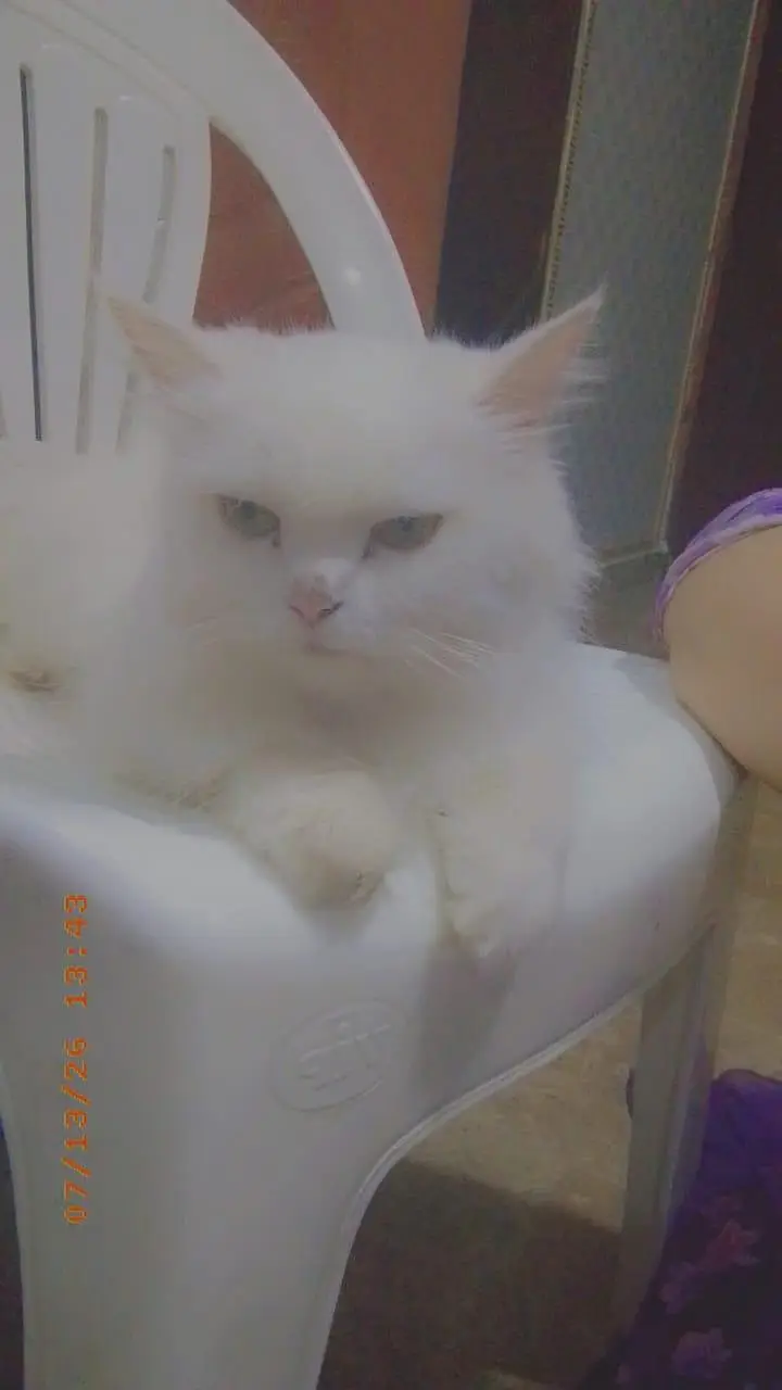 persian cat  male and femal — photo 2