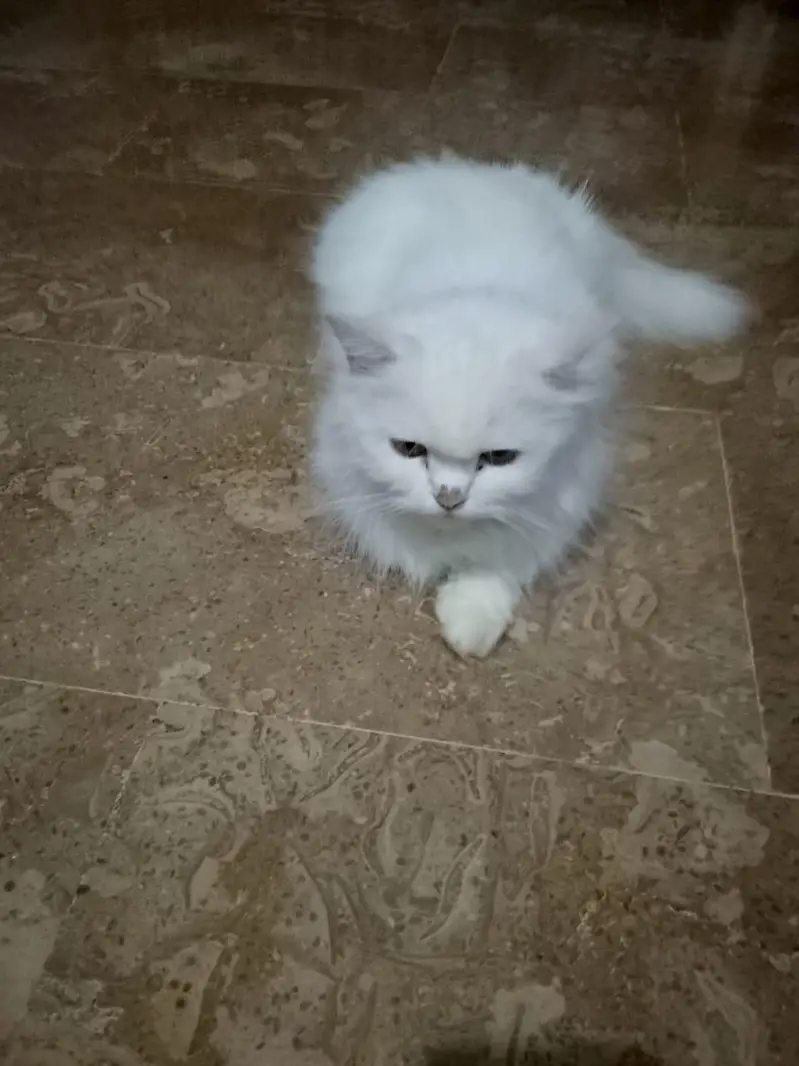persian cat  male and femal — photo 3