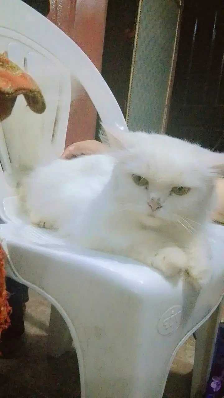persian cat  male and femal — photo 4