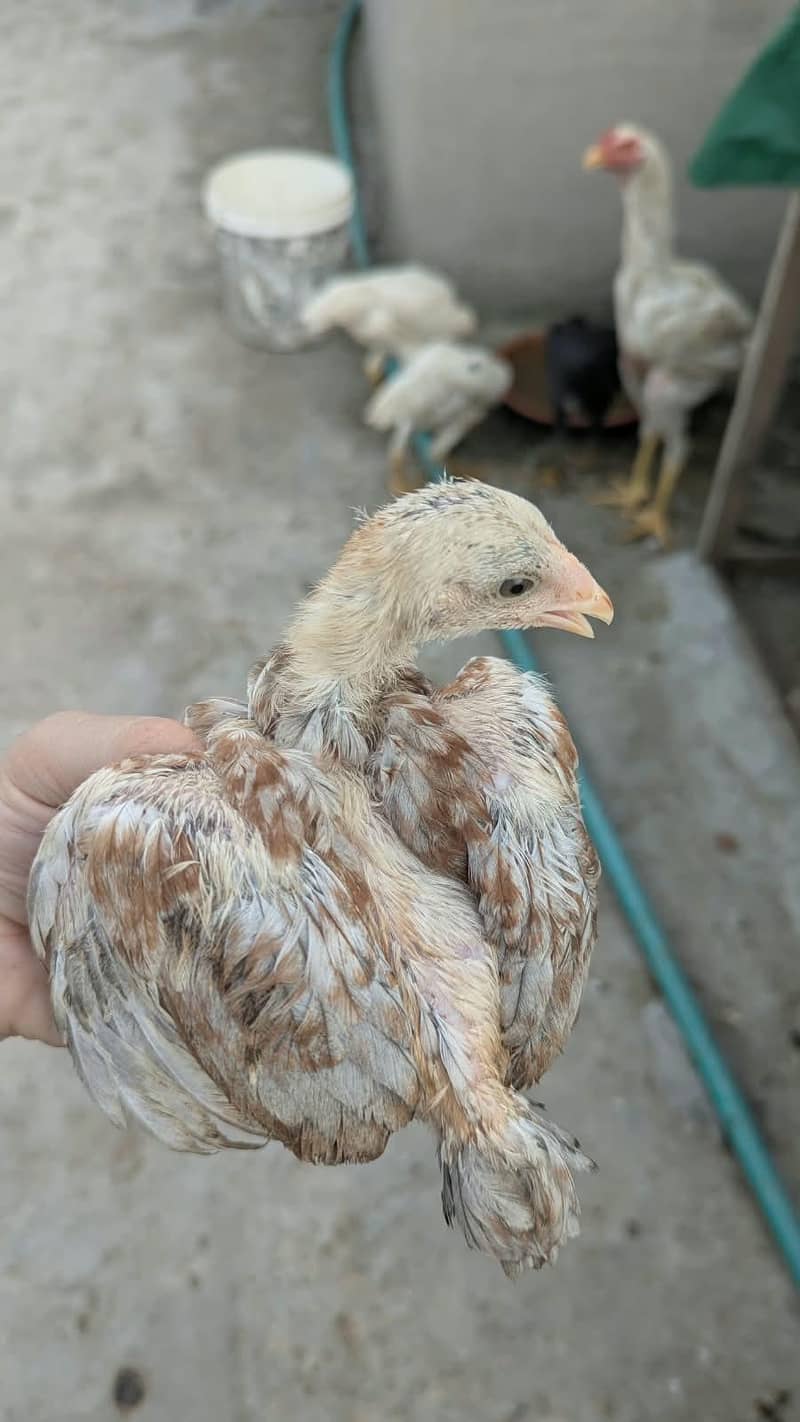 Aseel chicks 0