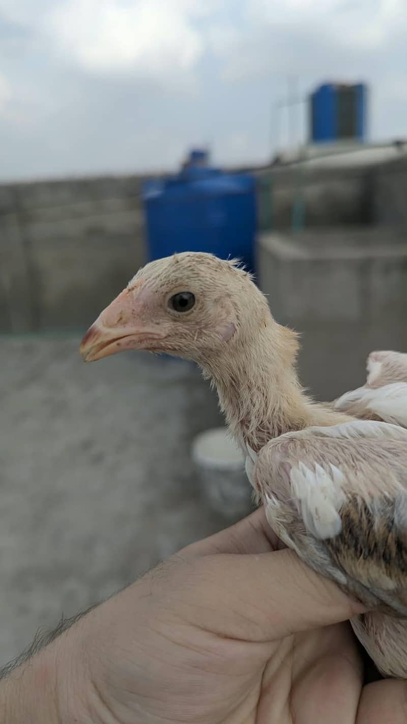 Aseel chicks 1