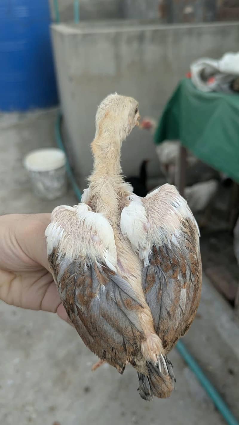 Aseel chicks 2