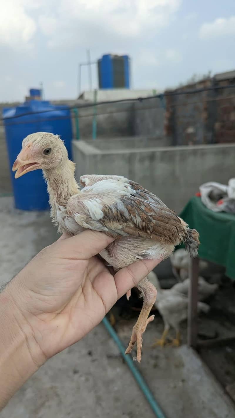 Aseel chicks 3
