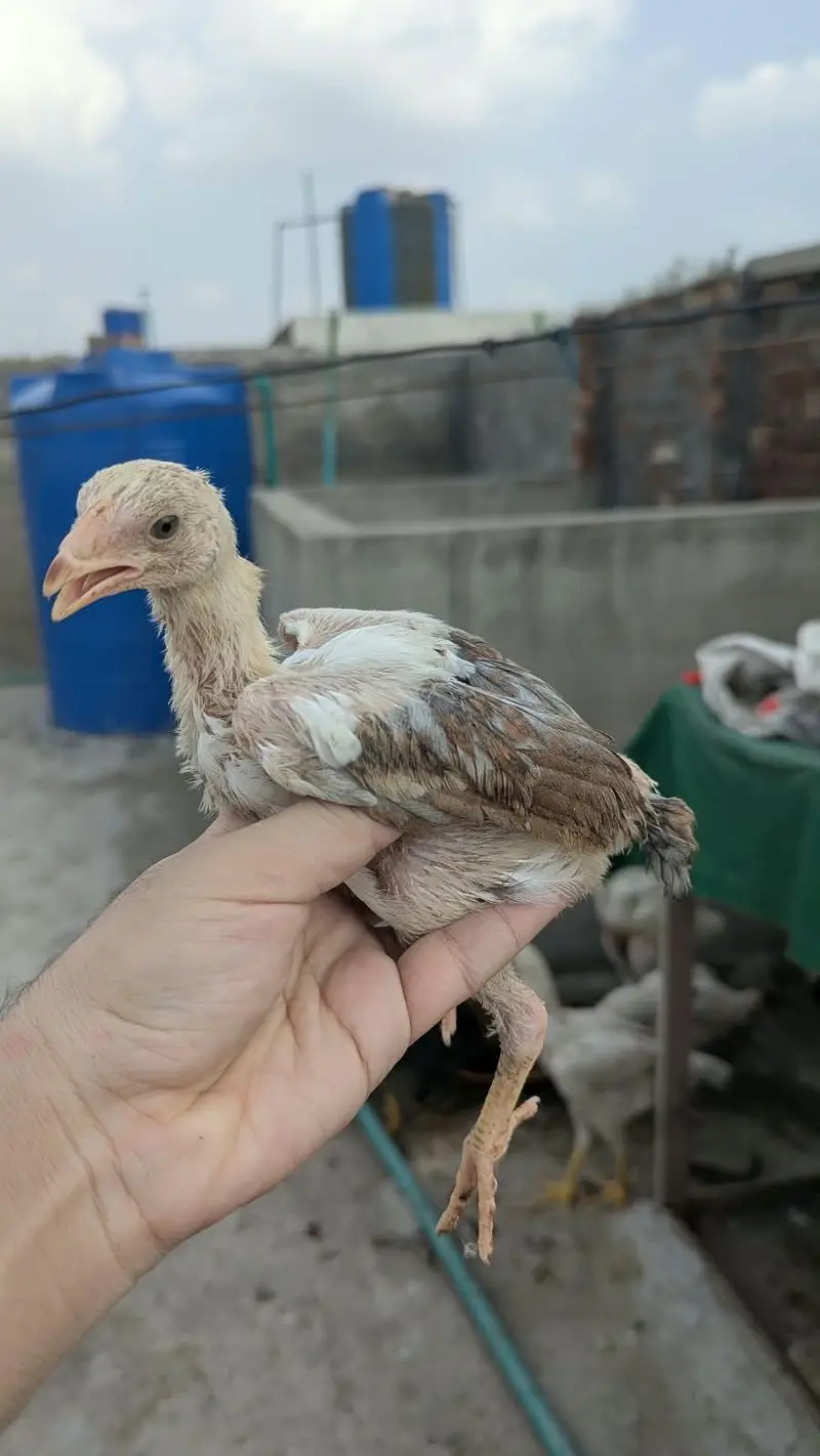 Aseel chicks — photo 4